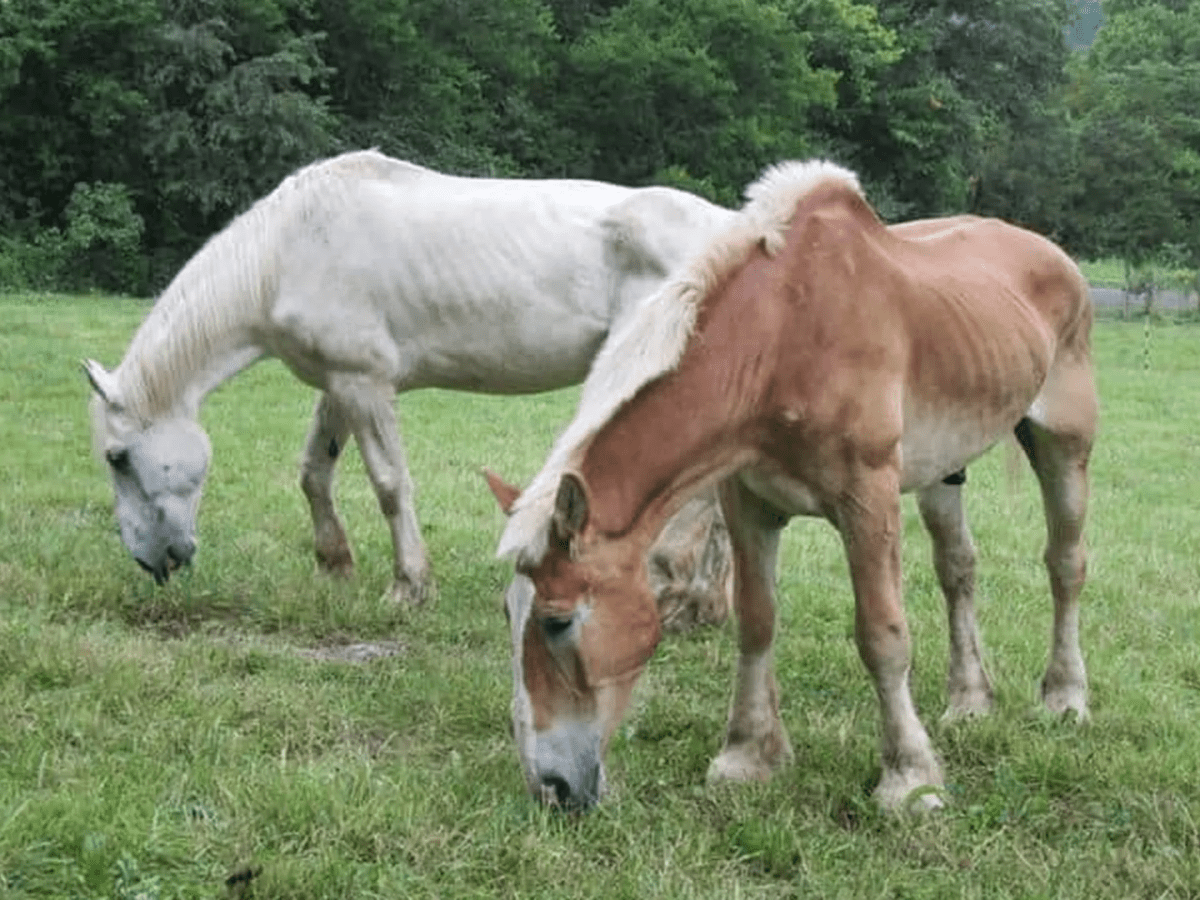 Hengst Arthur sollte Katzenfutter werden, doch in letzter Sekunde wird er&nbsp;gerettet